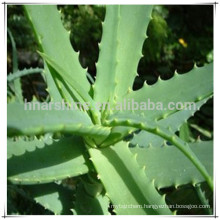 Aloe Vera Extract,Aloe Emodin,Aloeemodin with ISO 9001, Kosher, Halal certificates